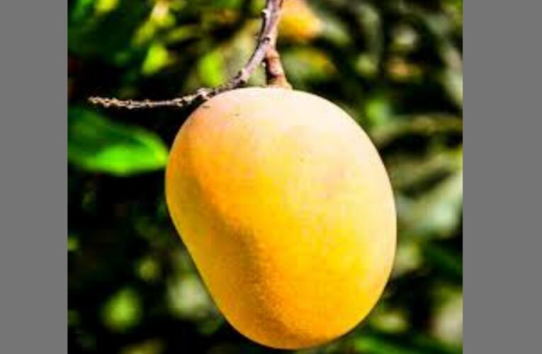 Mango side effects in marathi